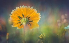 Desktop image. Flowers. ID:82838