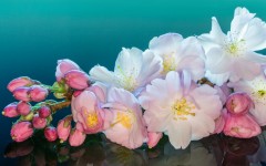 Desktop image. Flowers. ID:82929