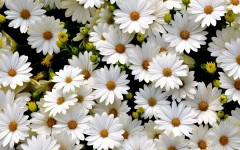 Desktop image. Flowers. ID:83027