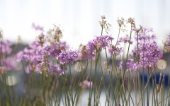 Desktop image. Flowers. ID:83504