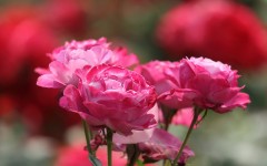 Desktop image. Flowers. ID:83565