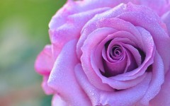 Desktop image. Flowers. ID:83567