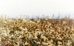 Desktop image. Flowers. ID:83611
