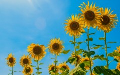 Desktop image. Flowers. ID:83617