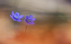 Desktop image. Flowers. ID:83635