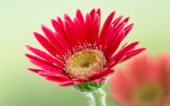 Desktop image. Flowers. ID:83828