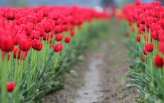 Desktop image. Flowers. ID:83845