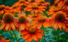 Desktop image. Flowers. ID:83853