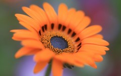 Desktop image. Flowers. ID:83858