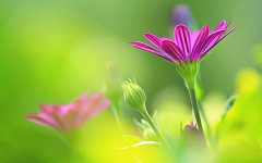 Desktop image. Flowers. ID:83859