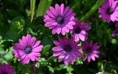 Desktop image. Flowers. ID:84002