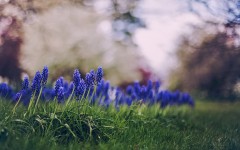 Desktop image. Flowers. ID:84052