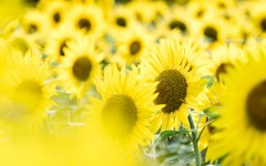 Desktop image. Flowers. ID:84054