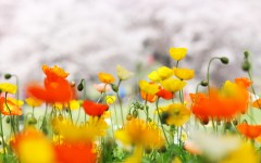 Desktop image. Flowers. ID:84156