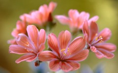 Desktop image. Flowers. ID:84375