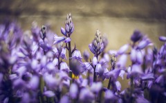 Desktop image. Flowers. ID:84399