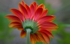Desktop image. Flowers. ID:84501