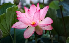 Desktop image. Flowers. ID:84514