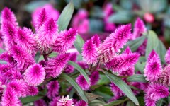 Desktop image. Flowers. ID:84881