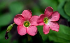Desktop image. Flowers. ID:84912