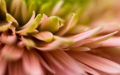 Desktop image. Flowers. ID:85047