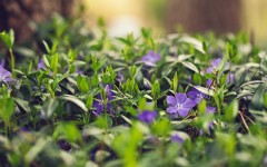 Desktop image. Flowers. ID:85100