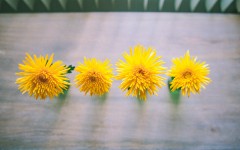 Desktop image. Flowers. ID:85153