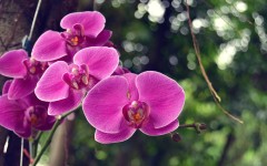 Desktop image. Flowers. ID:85169