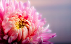 Desktop image. Flowers. ID:85395