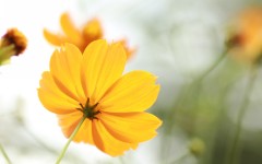 Desktop image. Flowers. ID:86057