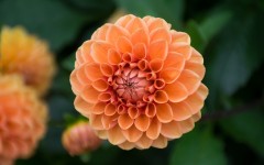 Desktop image. Flowers. ID:86163