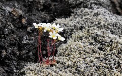 Desktop image. Flowers. ID:86377
