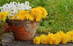 Desktop image. Flowers. ID:86469