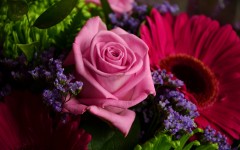 Desktop image. Flowers. ID:86470