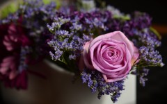 Desktop image. Flowers. ID:86471