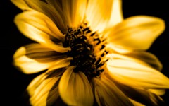 Desktop image. Flowers. ID:86510