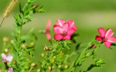 Desktop image. Flowers. ID:86547