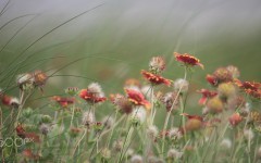 Desktop image. Flowers. ID:86588