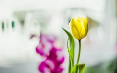 Desktop image. Flowers. ID:86838