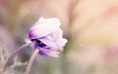 Desktop image. Flowers. ID:86893