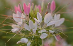 Desktop image. Flowers. ID:86895