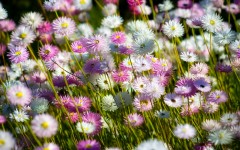 Desktop image. Flowers. ID:87014