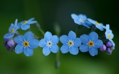 Desktop image. Flowers. ID:87095