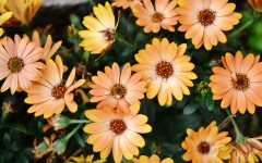 Desktop image. Flowers. ID:87115