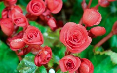Desktop image. Flowers. ID:87180