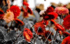 Desktop image. Flowers. ID:87332