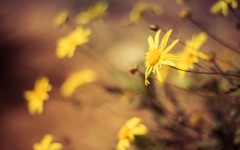 Desktop image. Flowers. ID:87391