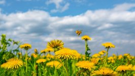 Desktop image. Flowers. ID:148839