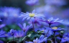 Desktop image. Flowers. ID:87580