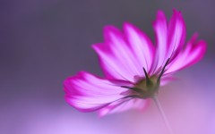Desktop image. Flowers. ID:87813